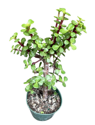 Green Afra Portulacaria